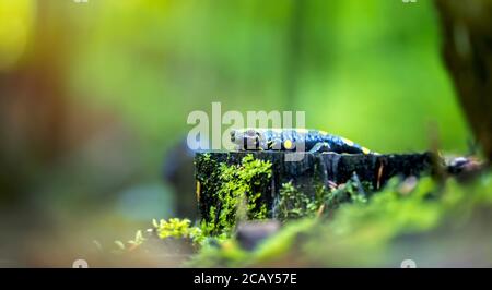 Feuersalamander in der natürlichen Umgebung, natürlichen Lebensraum, Nahaufnahme, Tierwelt, Salamandra salamandra, Tschechische Republik, Europa, das beste Foto Stockfoto