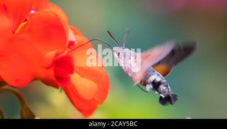 Ein Kolibri-Falkenmotte Macroglossum stellatarum füttert Nektar aus Wolldistel Blume., das beste Foto. Stockfoto