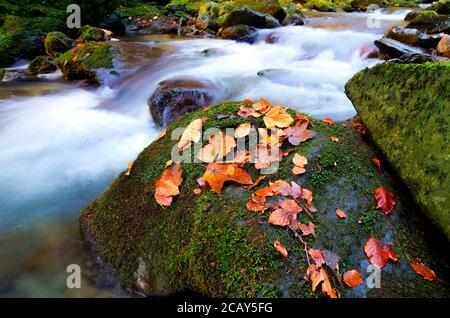 Morgensonnenaufganglandschaft, herrliche Bergaussicht auf Wasserfall im Herbstwald, Wasserbach zwischen roten Blättern und Steinen bei goldenem Sonnenlicht, bunt Stockfoto