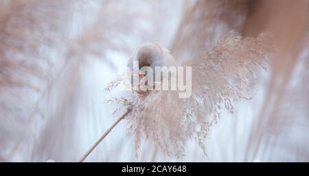 Schöne Naturszene mit Bartparrotbill Panurus biarmicus. Wildlife shot von Bartvogel Parrotbill Panurus biarmicus auf dem Gras, Winter, sitzen Stockfoto
