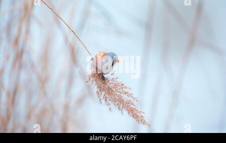 Schöne Naturszene mit Bartparrotbill Panurus biarmicus. Wildlife shot von Bartvogel Parrotbill Panurus biarmicus auf dem Gras, Winter, sitzen Stockfoto