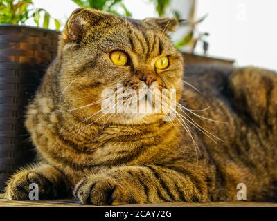 Nahaufnahme Porträt einer schweren erwachsenen schottischen Faltenkatze Stockfoto