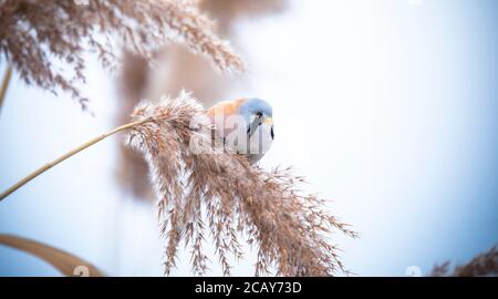 Schöne Naturszene mit Bartparrotbill Panurus biarmicus. Wildlife shot von Bartvogel Parrotbill Panurus biarmicus auf dem Gras, Winter, sitzen Stockfoto