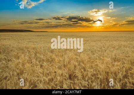 wheat field under the morning sun near ulm, montana Stockfoto