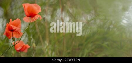 Mohnblumen Nahaufnahme auf einem verschwommenen Hintergrund. Schöne rote Mohnblumen. Wilde Blumen im Sonnenlicht. Weicher Fokus mit unscharfem Hintergrund. Mai Blumen. Stockfoto