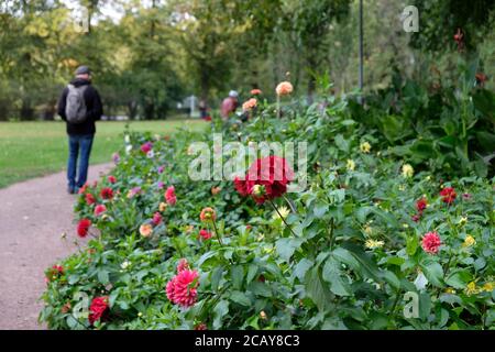 Dahlien im Frogner Park bei Gustav Vigelands Skulptureninstallation, Oslo, Norwegen Stockfoto