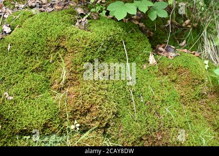 Lebendiges grünes Moos wächst auf dem kleinen Felsen im Wald in der Schweiz in der Nähe von Touristen, die im Sommer zum Uetliberg führen. Stockfoto