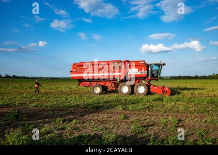 Anglian Pea Growers Bawdsey Suffolk Großbritannien Stockfoto