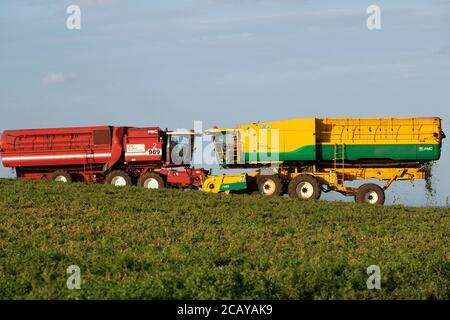 Anglian Pea Growers Bawdsey Suffolk Großbritannien Stockfoto