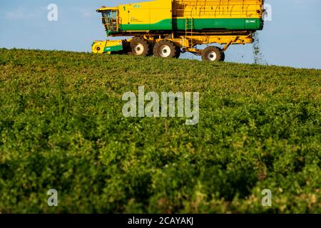 PEA Ernte Bawdsey Suffolk England Stockfoto