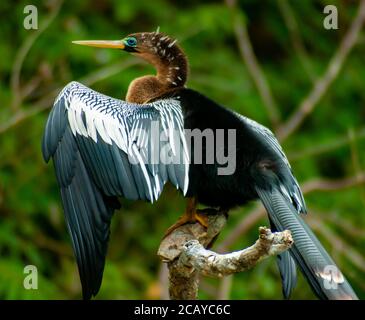 Pelry Heron Abtrocknen Stockfoto