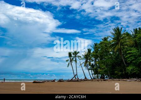 Regenwald trifft auf Strand an einem sonnigen Tag Stockfoto