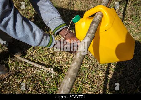 Gallonen Wasser recycelt und auf Baumstämmen als Handwaschstationen für Schüler angepasst, um ihre Hände auf Klassentüren in Afrika waschen. Auch bekannt Stockfoto