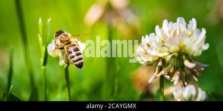 Nahaufnahme der Honigbiene auf der Kleeblüte im grünen Feld. Grüner Hintergrund. Stockfoto