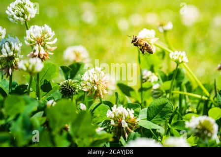 Nahaufnahme der Honigbiene in der Luft auf der Kleeblüte im grünen Feld. Grüner Hintergrund. Stockfoto