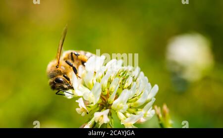 Nahaufnahme der Honigbiene auf der Kleeblüte im grünen Feld. Grüner Hintergrund. Stockfoto