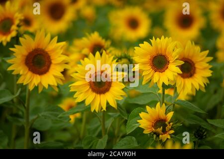 Ein Sonnenblumenfeld sonnt sich in der Nachmittagssonne. Stockfoto