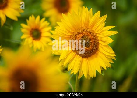 Ein Sonnenblumenfeld sonnt sich in der Nachmittagssonne. Stockfoto