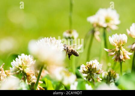 Nahaufnahme der Honigbiene in der Luft auf der Kleeblüte im grünen Feld. Grüner Hintergrund. Stockfoto