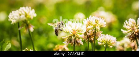 Nahaufnahme der Honigbiene in der Luft auf der Kleeblüte im grünen Feld. Grüner Hintergrund. Stockfoto