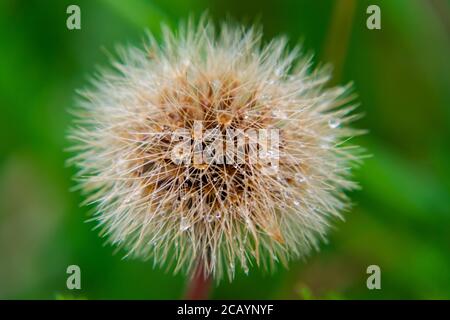 Nahaufnahme von Löwenzahn mit Wassertropfen darauf. Stockfoto