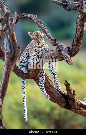 Leopardenweibchen im Baum Kenia Stockfoto