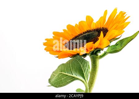 Bunte lebendige Sonnenblume Kopf auf dem weißen Hintergrund Nahaufnahme, Makrofotografie. Stockfoto