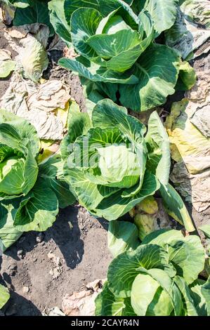 Weißkohl Brassica oleracea in Bio-Bauernhof Stockfoto