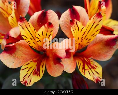 Nahaufnahme von zwei schönen orangen Alstroemeria peruanischen Lilienblüten, Sorte Indian Summer Stockfoto