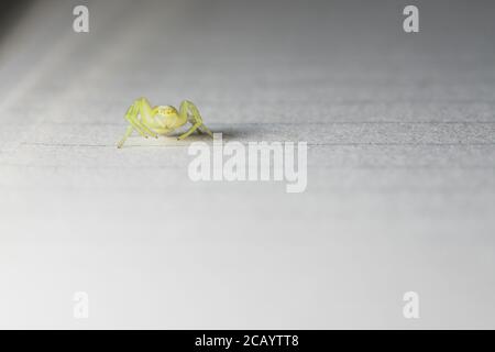 Mit Blick auf die Kamera rollt sich diese winzige gelbe und grüne Spinne auf liniertem Papier. Gelbe Sackspinne. Viel Platz für Kopien, Super-Makro-Bild Stockfoto