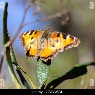 Satyr Komma Schmetterling auf einer Pflanze. Stockfoto