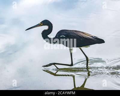 Sarasota, USA, 8. August 2020. Ein kleiner Blaureiher (Egretta caerulea) auf der Suche nach Nahrung in einem Teich in Sarasota, Florida. Kredit: Enrique Shore/Alamy St Stockfoto