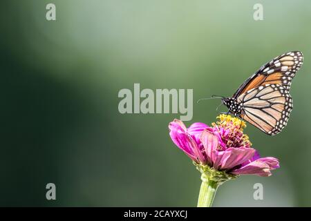 Monarch Butterfly, Danaus plexippuson, auf Pink Zinnia grüner Hintergrund copy space Stockfoto