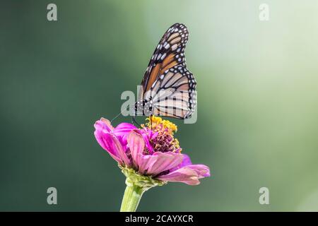 Monarch Butterfly, Danaus plexippuson, auf Pink Zinnia grüner Hintergrund copy space Stockfoto