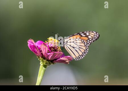 Monarch Butterfly, Danaus plexippuson, auf Pink Zinnia grüner Hintergrund copy space Stockfoto