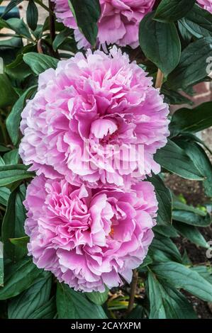 Paeonia Sarah Bernhardt in Nahaufnahme. Zwei große Blüten zusammen. Stockfoto