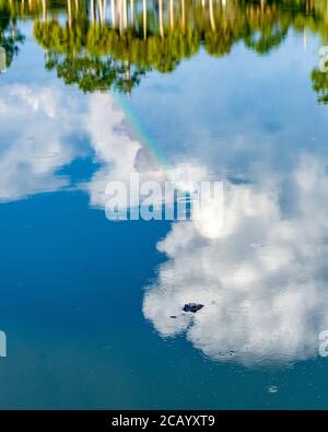 Sarasota, USA, 8. August 2020. Ein Regenbogen und Bäume spiegeln sich in einem Teich über einem amerikanischen Alligator (Alligator mississippiensis) in Sarasota, Florid Stockfoto