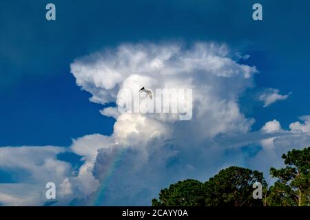 Sarasota, USA, 8. August 2020. Ein Fischadler fliegt über einen Regenbogen in Sarasota, Florida. Kredit: Enrique Shore/Alamy Stock Foto Stockfoto