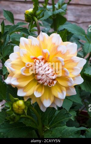 Eine Nahaufnahme von Dahlia Seattle ein dekoratives oder Abendessen Platte doppelt dahlia.That blüht im Sommer EINE tuberöse Staude, die Mag volle Sonne Stockfoto