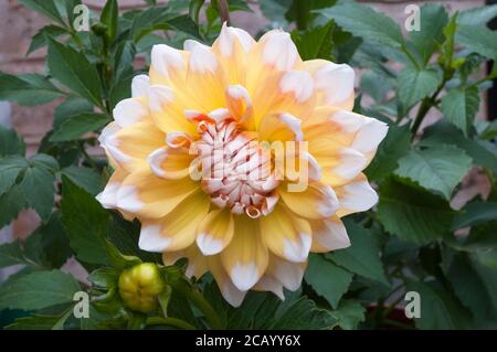 Eine Nahaufnahme von Dahlia Seattle ein dekoratives oder Abendessen Platte doppelt dahlia.That blüht im Sommer EINE tuberöse Staude, die Mag volle Sonne Stockfoto