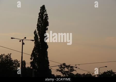 Twilight - von ganz in der Nähe Ohrada Straßenbahnhaltestelle in Prag, können Sie einen Pappel Baum und einige Straßenbahnanlagen zu sehen. Stockfoto