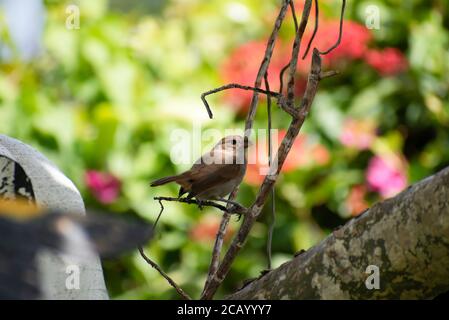 Kleiner juveniler oder junger brauner und olivfarbener Barbados-Bullfinch oder Loxigilla barbadensis-Vogel, der auf einem Zweig aus dem Zweig des Plumeria-Baumes thront. Stockfoto