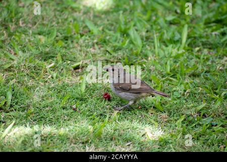 Kleiner, niedlicher grauer und brauner Barbados-Bullfinch oder Loxigilla barbadensis, der auf einem grünen Grasfeld neben einer teilweise gefressenen roten limeberry steht. Stockfoto