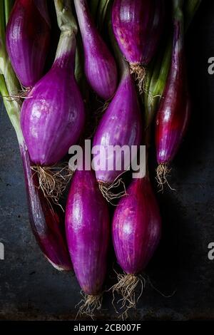 Frischen roten Zwiebeln Stockfoto