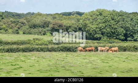 16:9 Querformat. Braun gefärbte Kühe / Rinder grasen auf der Weide. Für die britische Viehwirtschaft, Viehzucht, Kühe, britische Rinderrassen, britisches Rindfleisch Stockfoto