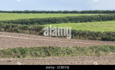 16:9 Landschaft mit Heckenfeldrändern von einem entfernten Aussichtspunkt aus gesehen. Für britische Feldsysteme, Cornwall Fields, Cornish Farms, Zickzack. Stockfoto