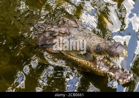 Der falsche Gharial ist ein Süßwasser-Krokodil aus Malaysia, Borneo, Sumatra und Java. Stockfoto