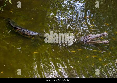 Der falsche Gharial ist ein Süßwasser-Krokodil aus Malaysia, Borneo, Sumatra und Java. Stockfoto