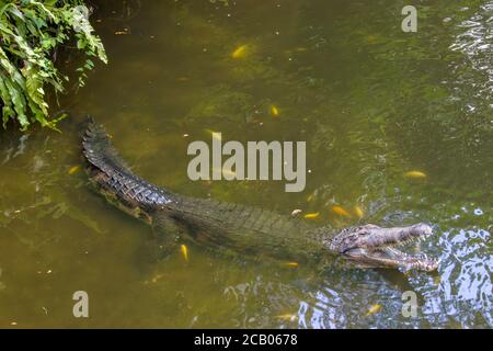 Der falsche Gharial ist ein Süßwasser-Krokodil aus Malaysia, Borneo, Sumatra und Java. Stockfoto