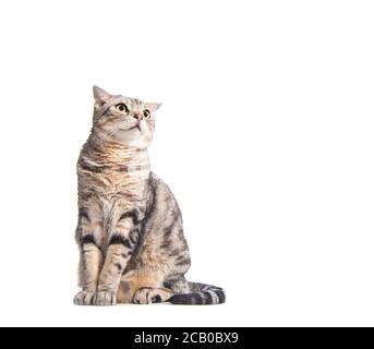 amerikanische Kurzhaarkatze, die aufschaut Stockfoto